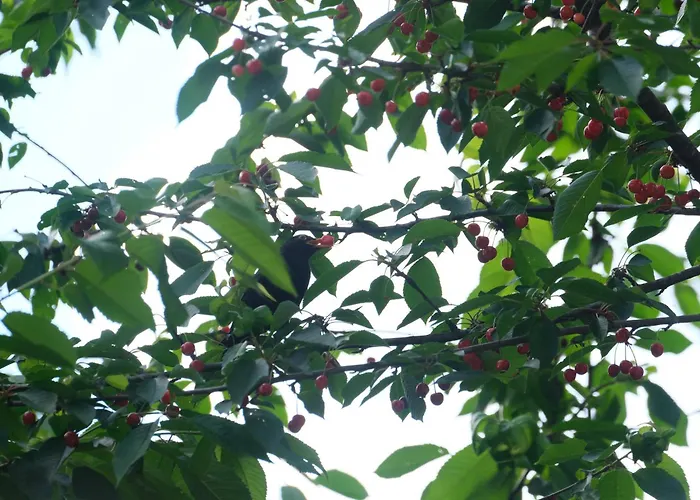 Casa Do - 게스트하우스 제어스